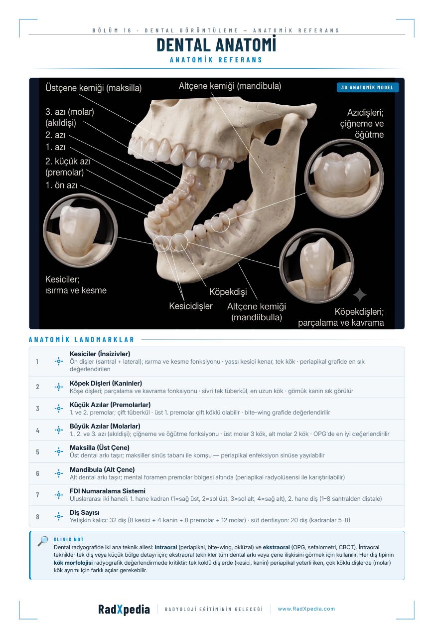 Dental Anatomi