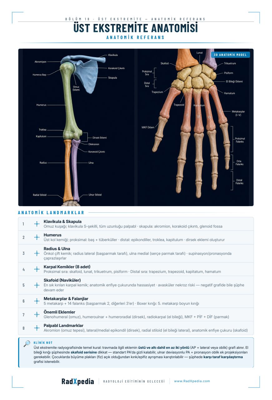 Üst Ekstremite Anatomisi
