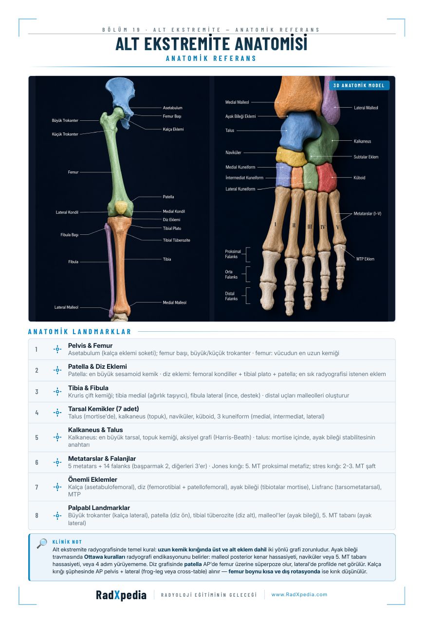 Alt Ekstremite Anatomisi